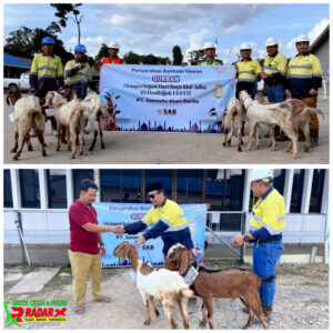 Sambut Idul Adha, PT Semesta Alam Barito Salurkan 12 ekor Hewan Qurban