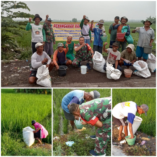 Pengendalian Hama Tikus Sawah Oleh Gapoktan dan Pemerintah Desa Wonoayu