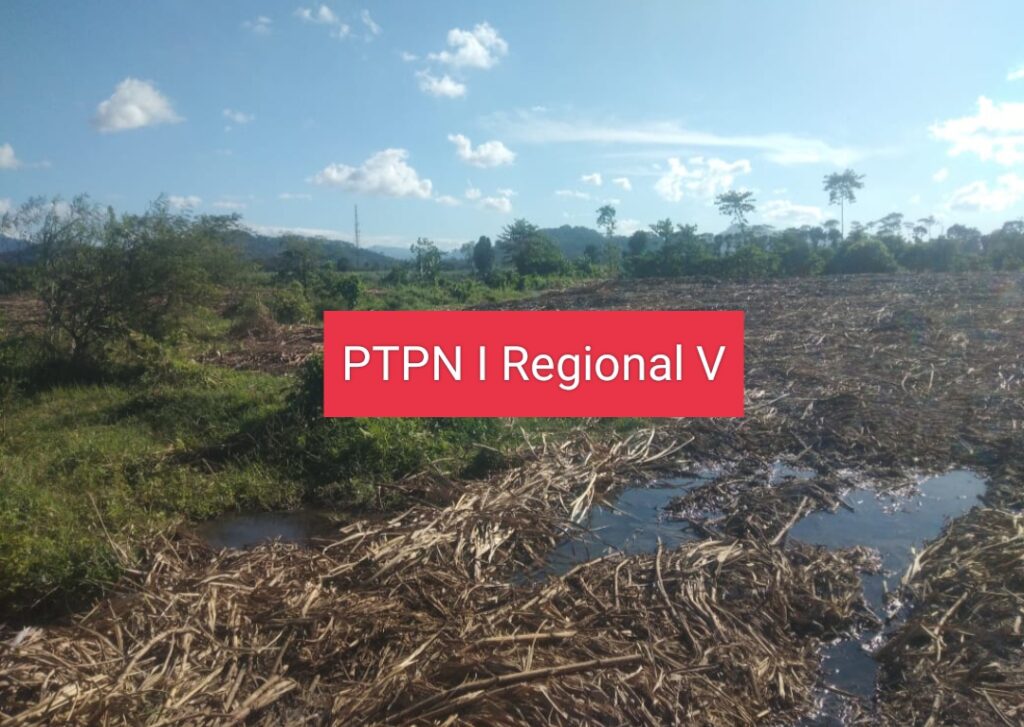 Sempat Viral! Lemahnya Pengawasan Proses Tebang Tebu di PTPN 1 Regional 5 kebun Kalitelepak