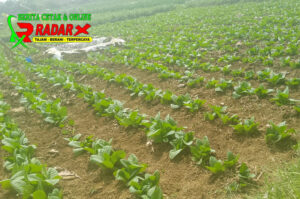 Hujan dan mendung, Akan Mengancam Petani Tembakau Di Sampang