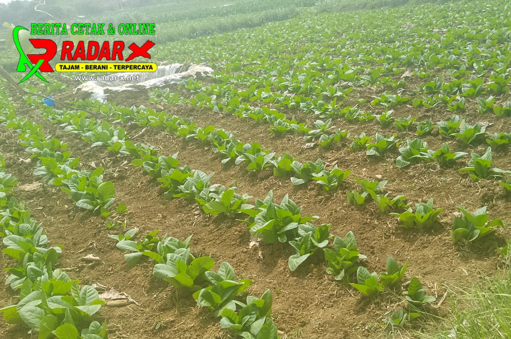 Hujan dan mendung, Akan Mengancam Petani Tembakau Di Sampang