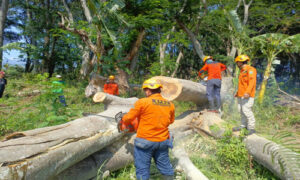 BPBD Bondowoso Lakukan Asesment Pohon Tumbang