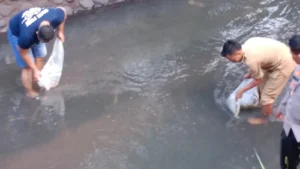 Mendukung program ketahanan Pangan Polsek Tegalampel Laksanakan Kegiatan Pelepasan 10.000 Benih Ikan