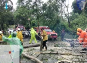 Personil pos Yan Polres Bondowoso Bersama Instansi Terkait Gerak Cepat Evakuasi Pohon Tumbang di Jalan