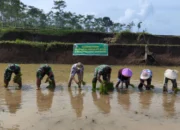 TNI Bersama Warga Gotong Royong Tanam Padi dalam Program TMMD Ke-123