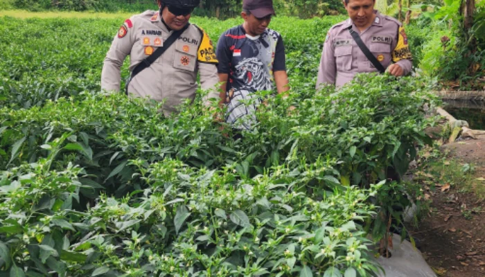 Bhabinkamtibmas Mengecek Ketahanan Pangan Tanaman Lombok Warga Taman Krocok