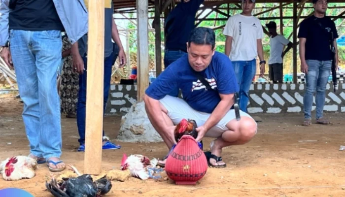 Polisi Dikatakan Anjing Oleh Pejudi Ayam, Kapolres Sampang Memilih Sabar