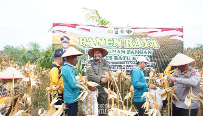 Dukung Program Ketahanan Pangan, Bupati Batu Bara Lakukan Panen Raya Jagung
