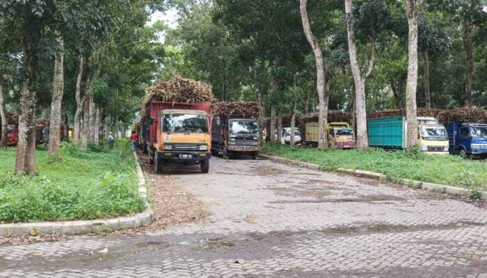 Hampir Sepakan Pengangkutan Tebu Macet, Ada Apa dengan PTPN-I Regional 5?