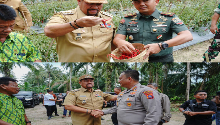 Bupati Batu Bara dan Forkopimda Panen Cabai Bersama