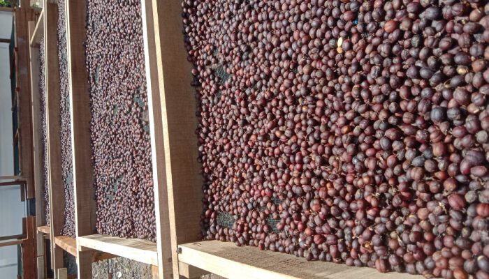 Ulu Hilir Indonesia (UHI) Harapan Baru Ekonomi Kopi Jember