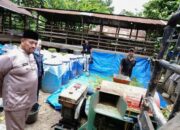 Tinjau Peternakan Kambing, Bupati Batu Bara: Dorong Potensi Ekonomi Lokal dan Produk Susu Berkualitas