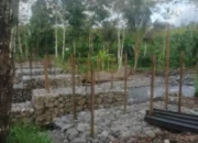 Jembatan Misterius Muncul di Tengah Perkebunan,Korsda Glenmore Dan Pemdes Tegalharjo Akui Tidak Mengetahui