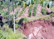 Ironi Kebun Jatirono: Lahan PTPN Beralih Fungsi, Konservasi Terancam