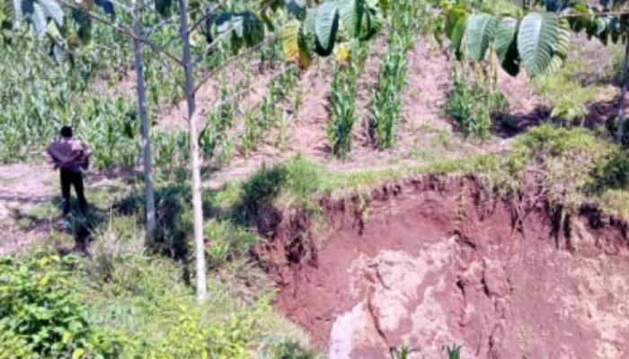 Ironi Kebun Jatirono: Lahan PTPN Beralih Fungsi, Konservasi Terancam
