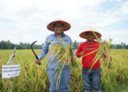 INALUM Dukung Pertanian Berkelanjutan Lewat Penerapan Metode Tani Nusantara di Kuala Tanjung