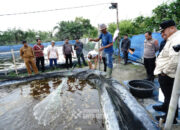 Bupati Batu Bara Meninjau Tambak Udang Vaname “Bahagia Mandiri”