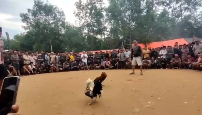 Disinyalir Pembiaran, Judi Sabung Ayam di Kedungdung Sampang Kembali Marak