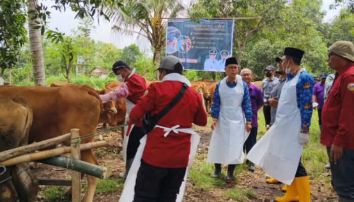 Bondowoso Menuju Kabupaten Lumbung Ternak, Disnakkan Gelar Pengobatan Massal