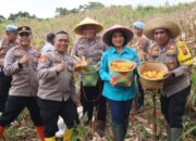 Polres Murung Raya Panen Jagung Serentak Kuartal IV, Dukung Swadembada Pangan