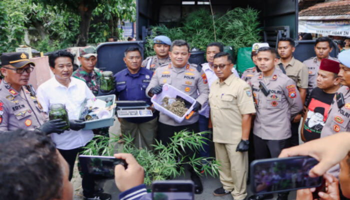 Polres Jombang Bongkar Budidaya Ganja di Rumah Kontrakan,110 Batang Disita