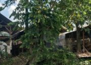 Dibalik Rumah Kades Sempu, Kandang Ayam Petelur Diduga Kuat Belum Penuhi Regulasi