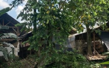 Dibalik Rumah Kades Sempu, Kandang Ayam Petelur Diduga Kuat Belum Penuhi Regulasi