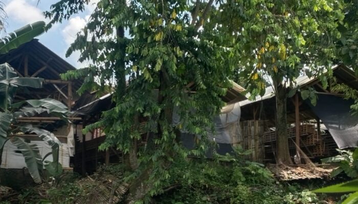 Dibalik Rumah Kades Sempu, Kandang Ayam Petelur Diduga Kuat Belum Penuhi Regulasi