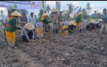 Urat Nadi Ekonomi Bondowoso Terancam, Petani Tembakau Lawan Regulasi Pembatasan Nikotin dan Tar