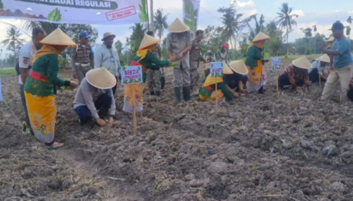 “Urat Nadi Ekonomi Bondowoso Terancam, Petani Tembakau Lawan Regulasi Pembatasan Nikotin dan Tar”