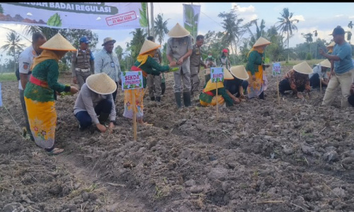 Urat Nadi Ekonomi Bondowoso Terancam, Petani Tembakau Lawan Regulasi Pembatasan Nikotin dan Tar