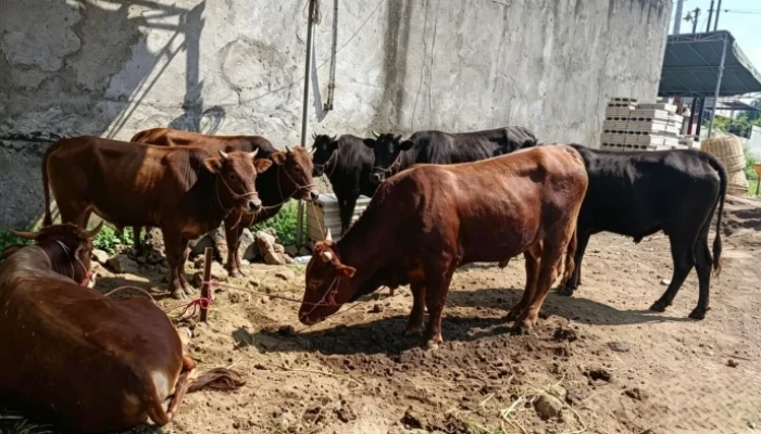 Dewi Perssik Qurban 12 Sapi Limosin Jumbo Untuk Masyarakat Kabupaten Jember