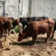 Dewi Perssik Qurban 12 Sapi Limosin Jumbo Untuk Masyarakat Kabupaten Jember