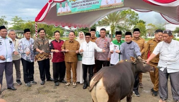 Jelang Iduladha 1447 H, Pemkab Murung Raya Salurkan 111 Ekor Sapi Kurban