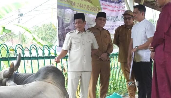Bupati Murung Raya Serahkan Bantuan Sapi Kurban, Satu Ekor Bantuan Dari Presiden RI
