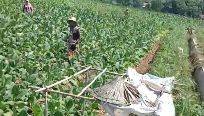 Petani tembakau di Sampang, Mulai Tersenyum Manis