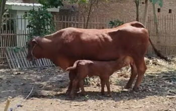 Sapi Super Tak Cukup! Hendri Bongkar Kunci Pedet Berkualitas