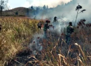 Api Berkobar di Ijen! TNI dan Perhutani Gerak Cepat Jinakkan Kebakaran di Petak 87
