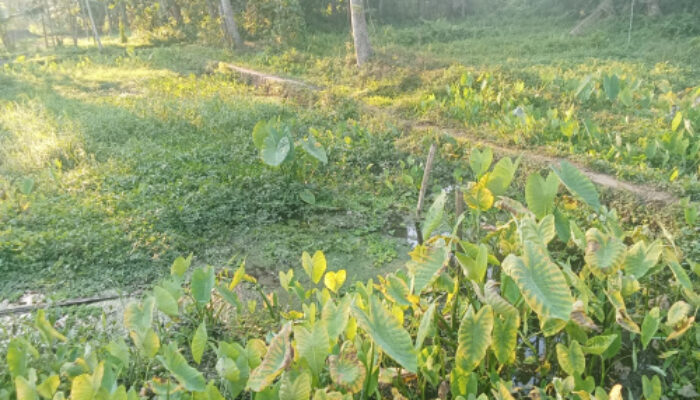 Proyek Kolam Ikan Desa Kemirian Terbengkalai 3 Tahun, Dugaan Markup & Ketidakjelasan Tanggung Jawab Makin Mengemuka