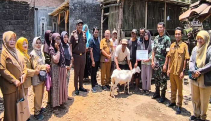 Bukan Sekadar Domba, Bantuan Ternak Bondowoso Ini Dipasang Target Jadi Mesin Ekonomi Warga
