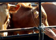 Bukan Sekadar Bantuan, 8 Sapi Jantan Jadi Modal Baru Peternak Pejaten Bangkit