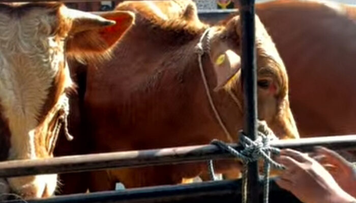 Bukan Sekadar Bantuan, 8 Sapi Jantan Jadi Modal Baru Peternak Pejaten Bangkit