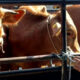 Bukan Sekadar Bantuan, 8 Sapi Jantan Jadi Modal Baru Peternak Pejaten Bangkit