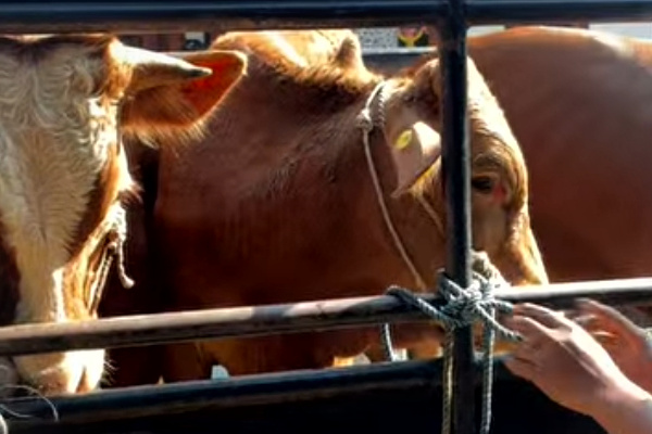 Bukan Sekadar Bantuan, 8 Sapi Jantan Jadi Modal Baru Peternak Pejaten Bangkit