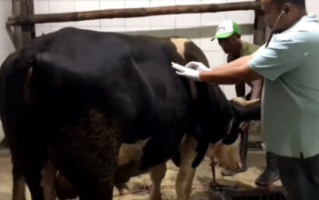 Hati Sapi Ditemukan Rusak di RPH Curahdami, Disnakkan Bondowoso Langsung Afkir