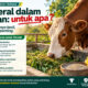 Peternak Sapi Bondowoso Wajib Tahu! Mineral Tak Boleh Diberikan Berlebihan, Ini Alasannya